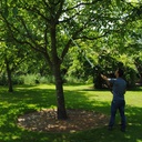 Scie à perche Hayauchi 3670-6.5 avec lame de 480mm